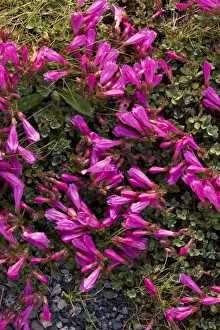 Cliff Penstemon - at high altitude on Mount Rainier, Cascade Mountains, Washington