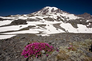 Images Dated 4th August 2008: Cliff Penstemon (Penstemon rupicola) high on Mount Rainier, Cascade Mountains, Washington