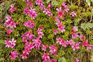 Images Dated 2nd August 2008: Cliff-Primrose / Smooth Douglasia