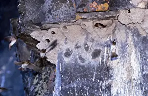 Swallow Prints: Cliff Swallow
