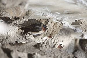 Images Dated 6th June 2013: Cliff Swallow - birds at nesting colony under bridge