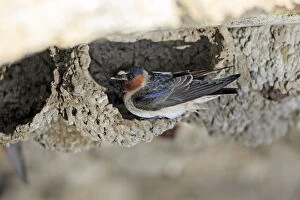 Cliff Swallow - birds at nesting colony under bridge