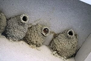 Cliff SWALLOWS - nests on Mono Basin Visitor Centre