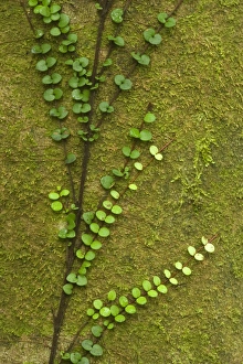 Climber - fragile climber clings to moss-covered tree in temperate rainforest Climber - fragile climber clings to moss-covered tree in temperate rainforest