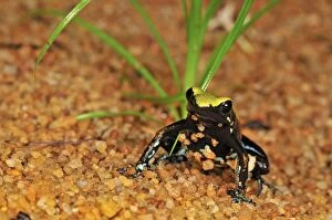 Images Dated 24th January 2008: The Climbing Mantella
