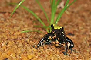 Madagascar Prints: The Climbing Mantella - Nosy Mangabe island - Masoala National Park - Madagascar