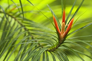 Images Dated 28th August 2008: Climbing Pandanus - close-up of a blooming climbing pandanus in lush tropical rainforest - Tam