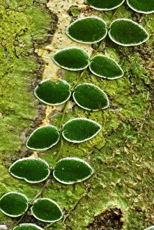Images Dated 17th November 2007: Climbing plant on a tree - Danum Valley Conservation Area - Sabah - Borneo - Malaysia