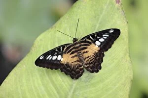 The Clipper Butterfly - resting on leaf