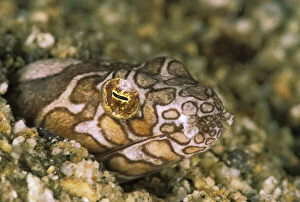 Burrowing Gallery: Close up of brown saddled snake eel, or