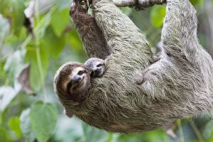 Bone Gallery: Close up of a Brown-throated Sloth and her baby