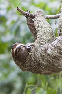 Danita Delimont Gallery: Close up of a Brown-throated Sloth and her baby