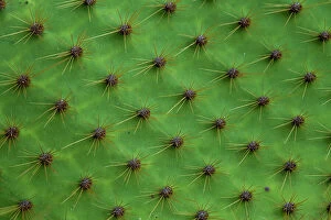 Site Gallery: Close up of a cactus, South Plaza Island, Galapagos