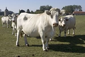 Images Dated 22nd September 2005: Close up of Charolais cattle, France