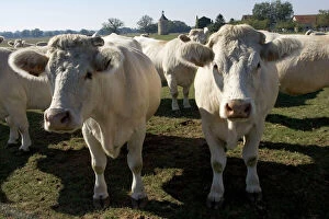 Close up of Charolais cows