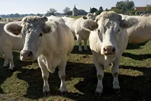 Cattle Prints: Close up of Charolais cows, France