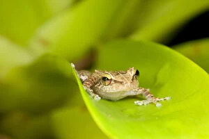 Images Dated 13th July 2010: Close up of Common Coqui (Eleutherodactylus)