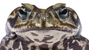 Close up of grumpy Cururoe Toad (Rhinella icterica)