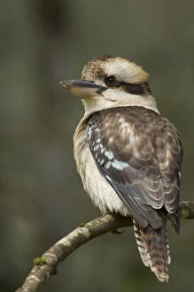 Kingfisher Gallery: Close up of Kookaburra, Tasmania, Australia