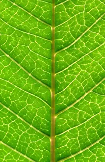 Plant Texture Prints: Close up of Leaf, showing veins