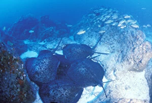 Close up of male marbled rays pursuing female