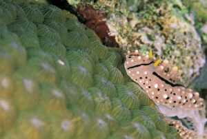 Close up of Nudibranch on hardcoral