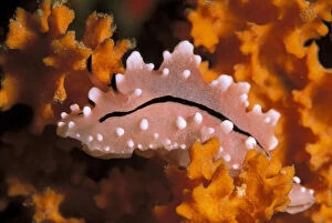 Close up of nudibranch on sponge