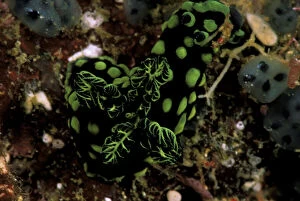 Close up of nudibranchs