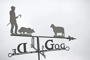 Direction Prints: Close up of ornamental Welsh weather vane with shepherd sheep dog and sheep against plain sky UK