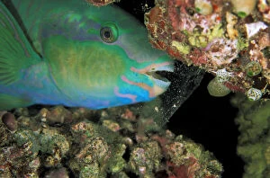 Undersea Gallery: Close up of Parrotfish in cocoon