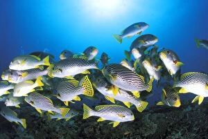 Close up on a school of oriental sweetlips