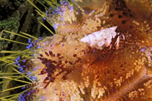 Shell Gallery: Close up of shell on fire urchin