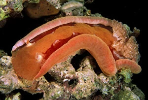 Close up of spanish dancer nudibranch, or