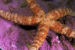 Close up of starfish