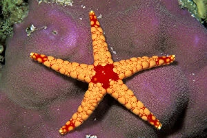 Angle Gallery: Close up of starfish, or fromia monilis