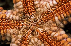 Close up of starfish mouth