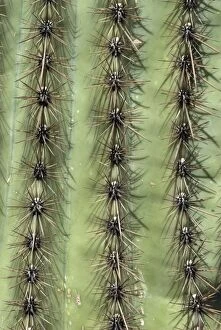Images Dated 27th April 2007: Close up of trunk of Saguaro cacti Saguaro National Park, Arizona