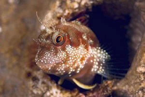 Close-up of blenny fish (Blenniidae) emerging