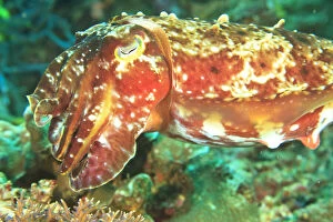 Undersea Gallery: Close-up of Broadclub Cuttlefish (Sepia)