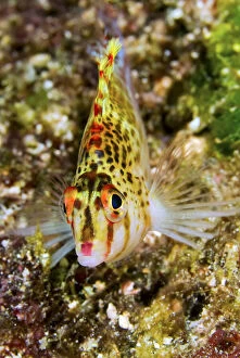 Ampat Gallery: Close-up of colorful hawkfish (Cirrhitidae)