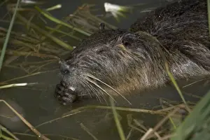 Close-up of Coypu feeding in reed bed, lake near Les Bois du Bardelet, France