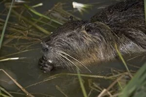 Close-up of COYPU / Nutria feeding in reed bed