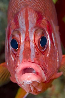 Ampat Gallery: Close-up frontal view of colorful squirrelfish
