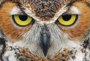 Beige Prints: Close-up of Great horned owl Date: 20-02-2020