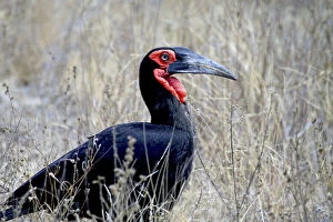 Images Dated 15th August 2012: Close-up of a Ground Hornbill, Kruger National