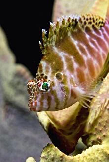 Ambon Gallery: Close-up of hawkfish (Cirrhitidae) among