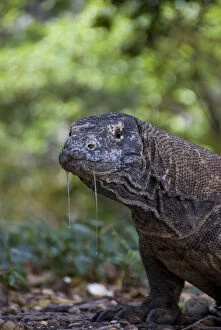 Close-up of Komodo dragon, Komodo National
