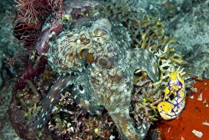 Close-up of octopus on coral, Raja Ampat