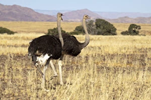 Sossusvlei Gallery: Close-up of ostrich (Struthio camelus) pair