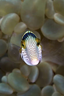 Ambon Gallery: Front close-up of pufferfish (Tetraodontidae)